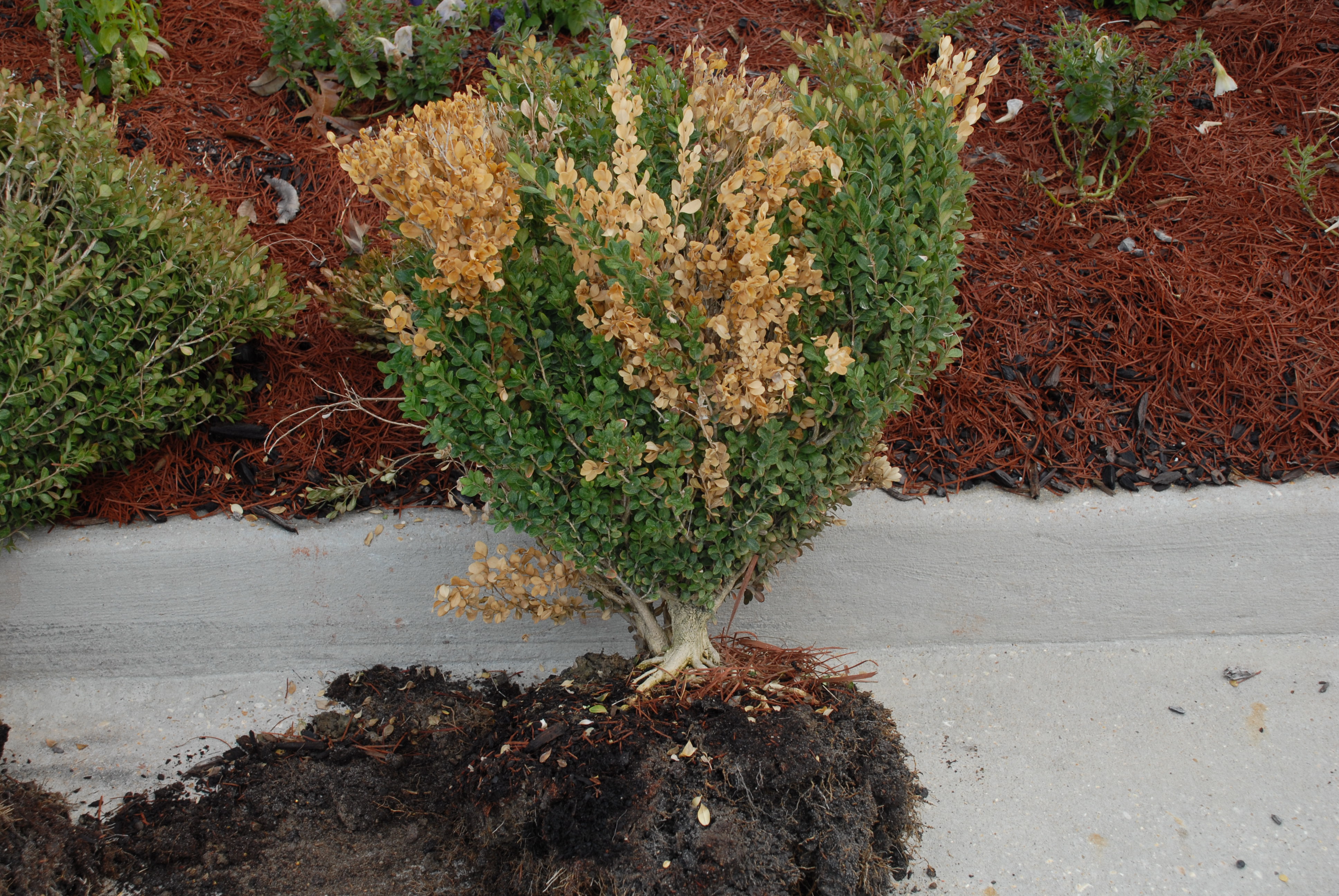 Specialty Crop Plant Diseases on the Rise in Louisiana